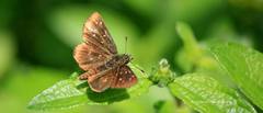 Piruna penaea