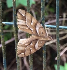 Chalastra aristarcha