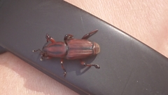 Odoiporus longicollis