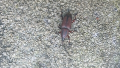 Odoiporus longicollis