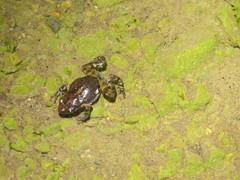 Eleutherodactylus nitidus