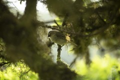 Camarhynchus parvulus