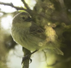 Camarhynchus parvulus