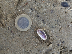 Donacidae