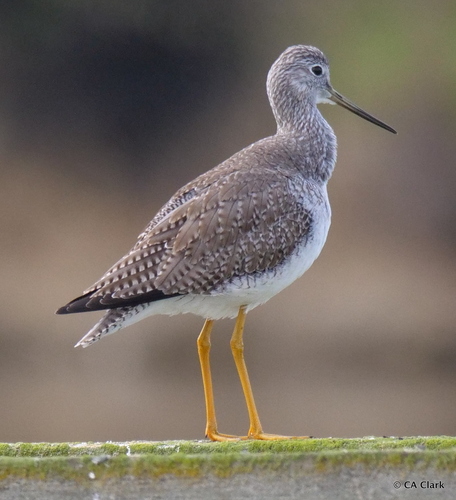 Greater Yellowlegs, photo 8 of 9