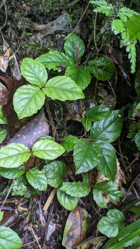 Ardisia pusilla iNat (3)