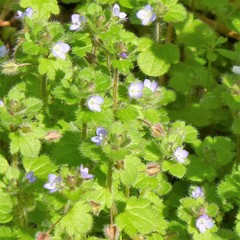 Veronica hederifolia
