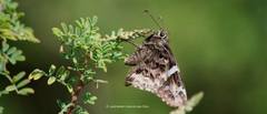 Codatractus bryaxis