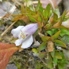 Mazus pumilus