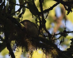 Camarhynchus pallidus