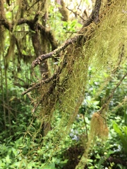 Frullania aculeata