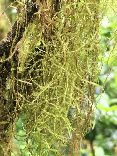 Frullania aculeata