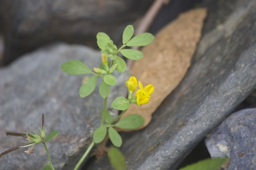 Image of Acmispon maritimus by no rights reserved