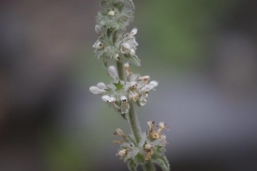Image of Stachys albens by no rights reserved