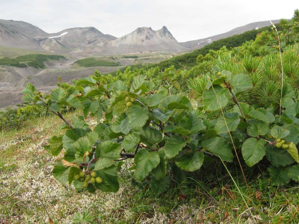 Sitka Alder (Common Riparian Woody Plants of Washington) · iNaturalist