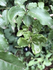 Jasminum multipartitum