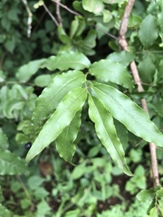 Jasminum multipartitum