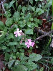 Silene aegyptiaca