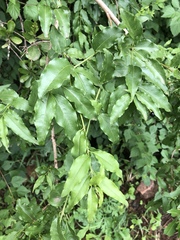 Jasminum multipartitum