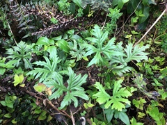 Doryopteris