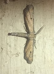 Tornos scolopacinaria