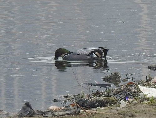 Falcated Duck