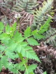 Valeriana chaerophylloides