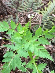 Valeriana chaerophylloides