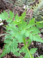 Valeriana chaerophylloides