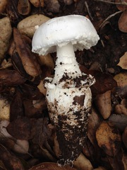 Amanita smithiana