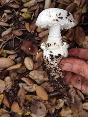 Amanita smithiana