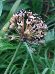 Allium ochotense