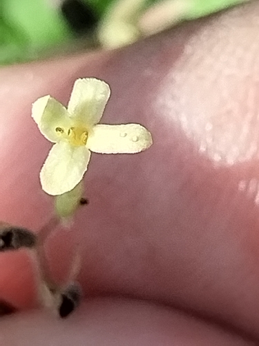 Image of Guettarda elliptica by no rights reserved