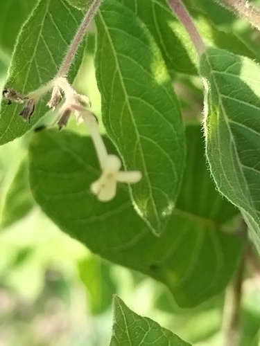 Image of Everglades Velvetseed (Guettarda elliptica) by no rights reserved
