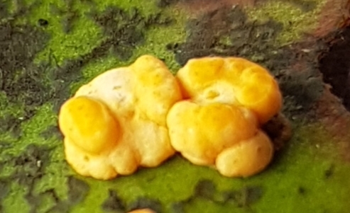 Hypocrella duplex