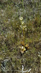 Micranthes integrifolia