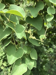 Cissampelos mucronata