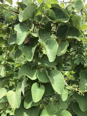 Cissampelos mucronata