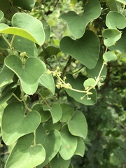 Cissampelos mucronata