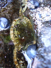 Image of Isactinia olivacea