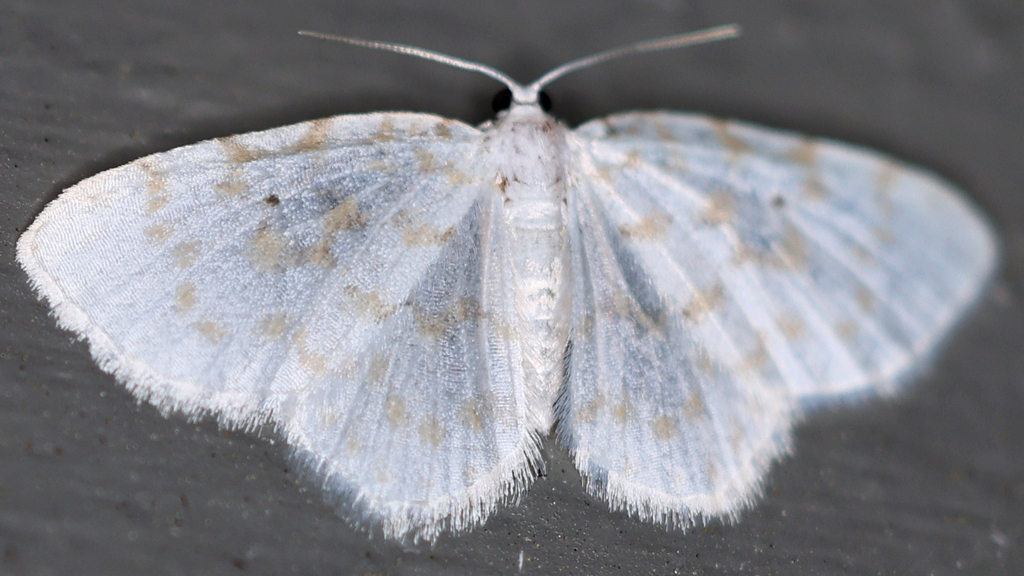 Fragile White Carpet