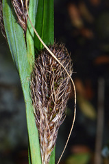 Carex trifida