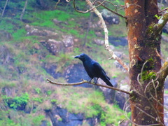 Corvus macrorhynchos culminatus