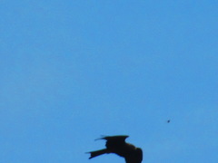 Milvus migrans govinda