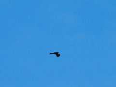 Milvus migrans govinda