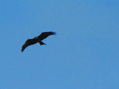 Milvus migrans govinda