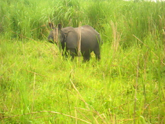 Rhinoceros unicornis