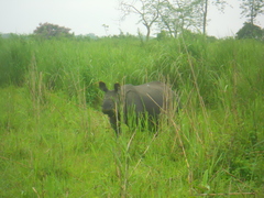 Rhinoceros unicornis