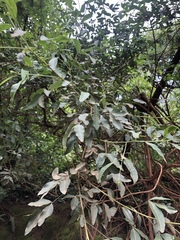 Heteromorpha arborescens