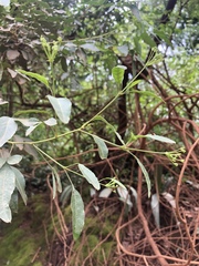 Heteromorpha arborescens